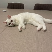 British Shorthair, Kedi Pakize fotoğrafı