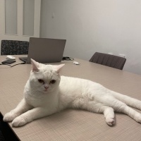 British Shorthair, Kedi Pakize fotoğrafı