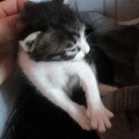 Tekir Kedi, Kedi Çakir fotoğrafı