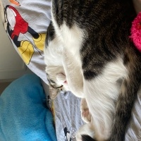 Tekir Kedi, Kedi Asil fotoğrafı