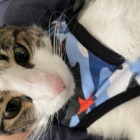 Tekir Kedi, Kedi Asil fotoğrafı