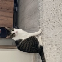 Tekir Kedi, Kedi Asil fotoğrafı