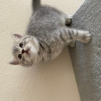 British Shorthair, Kedi Miniğimize aile olmak istermisiniz? fotoğrafı