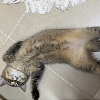 British Shorthair, Kedi  Mixy fotoğrafı