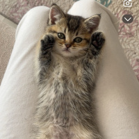 British Shorthair, Kedi  Mixy fotoğrafı
