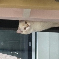 British Shorthair, Kedi Maria fotoğrafı