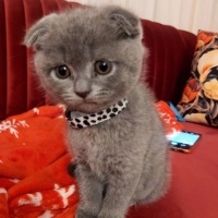 Scottish Fold, Kedi Chiko fotoğrafı