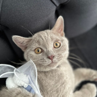 British Shorthair, Kedi Fred fotoğrafı