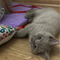 British Shorthair, Kedi Fred fotoğrafı