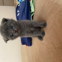 British Shorthair, Kedi British fotoğrafı