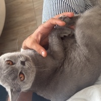 British Shorthair, Kedi Cabbar fotoğrafı