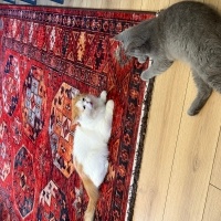 British Shorthair, Kedi Cabbar fotoğrafı