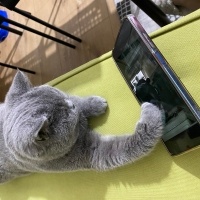 British Shorthair, Kedi Cabbar fotoğrafı