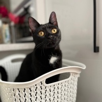 Bombay, Kedi Gece fotoğrafı