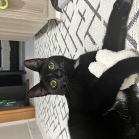 Bombay, Kedi Gece fotoğrafı