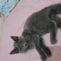 British Shorthair, Kedi Leydi fotoğrafı