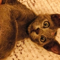 Mavi Rus, Kedi Gece fotoğrafı