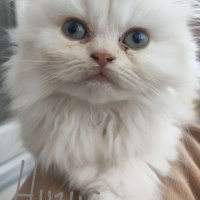 Scottish Fold, Kedi Dobby fotoğrafı