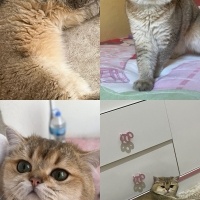 British Shorthair, Kedi  Tarçın fotoğrafı