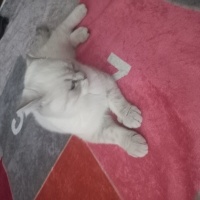 Scottish Fold, Kedi Bücür fotoğrafı