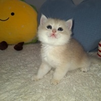 British Shorthair, Kedi Mercan fotoğrafı