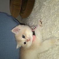 British Shorthair, Kedi Mercan fotoğrafı