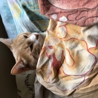 Sarman, Kedi Mocha fotoğrafı