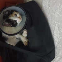 Tekir Kedi, Kedi PisiPisi fotoğrafı