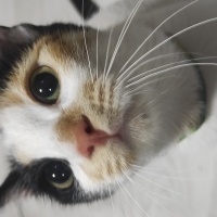 Tekir Kedi, Kedi PisiPisi fotoğrafı