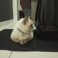 British Shorthair, Kedi Çakır fotoğrafı