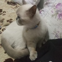 British Shorthair, Kedi Çakır fotoğrafı