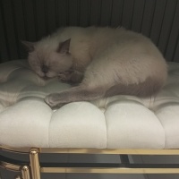 British Shorthair, Kedi Çakır fotoğrafı