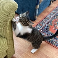 Tekir Kedi, Kedi Sow fotoğrafı