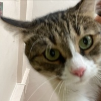 Tekir Kedi, Kedi Sow fotoğrafı