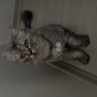 Chinchilla, Kedi Hürrem fotoğrafı