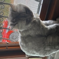 Chinchilla, Kedi Hürrem fotoğrafı