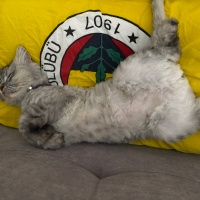 Chinchilla, Kedi Hürrem fotoğrafı