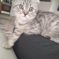 British Longhair, Kedi  Duman fotoğrafı