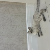 Siyam Kedisi, Kedi  Luna fotoğrafı