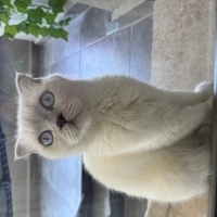 Scottish Fold, Kedi Maya fotoğrafı