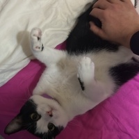 Tekir Kedi, Kedi Bezelye fotoğrafı