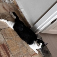 Tekir Kedi, Kedi Bezelye fotoğrafı