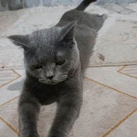 Scottish Fold, Kedi  Çiko fotoğrafı