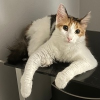 Maine Coon, Kedi Nova fotoğrafı