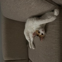 Maine Coon, Kedi Nova fotoğrafı