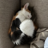 Maine Coon, Kedi Nova fotoğrafı