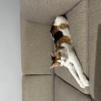 Maine Coon, Kedi Nova fotoğrafı