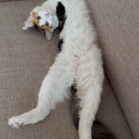 Maine Coon, Kedi Nova fotoğrafı