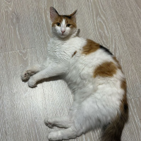 Maine Coon, Kedi Nova fotoğrafı