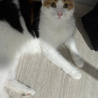 Maine Coon, Kedi Nova fotoğrafı